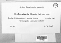Mycosphaerella alocasiae image